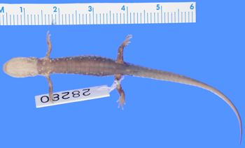 Media type: image; Herpetology A-28280
